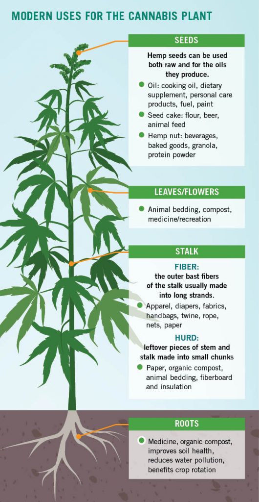 Modern Uses of Cannabis